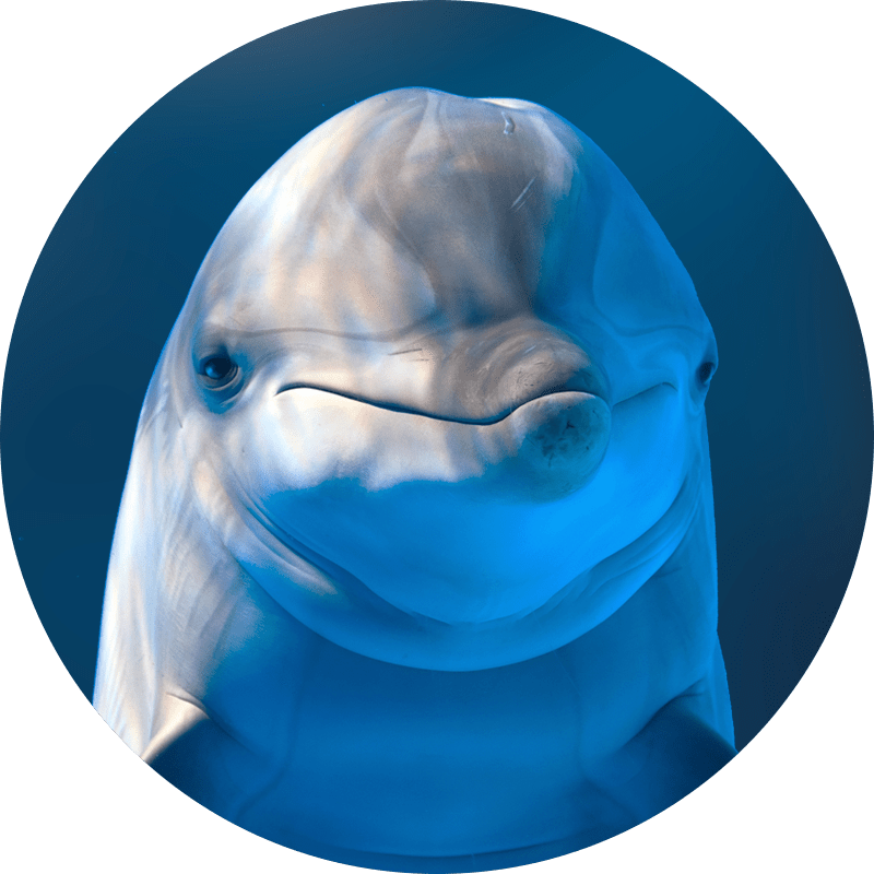dolphin.png