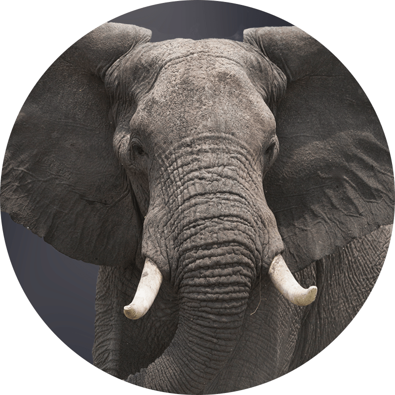 elephant.png