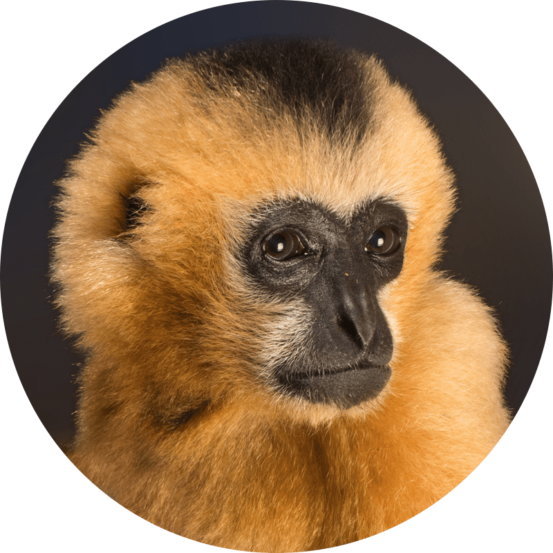 gibbon.png
