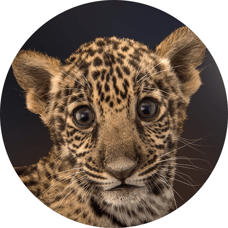 jaguar.png