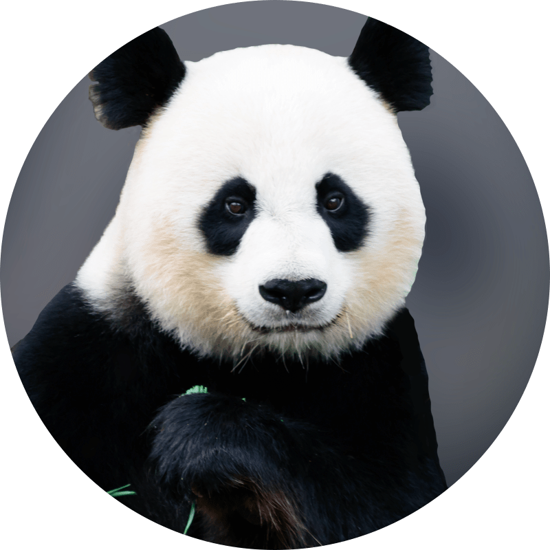 panda.png