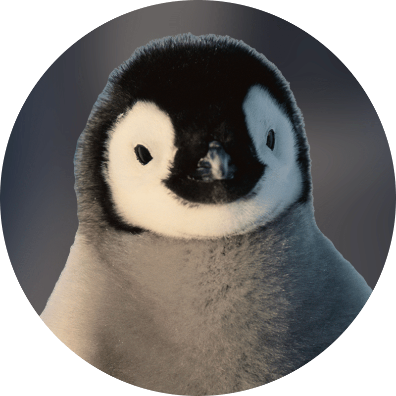 penguin.png
