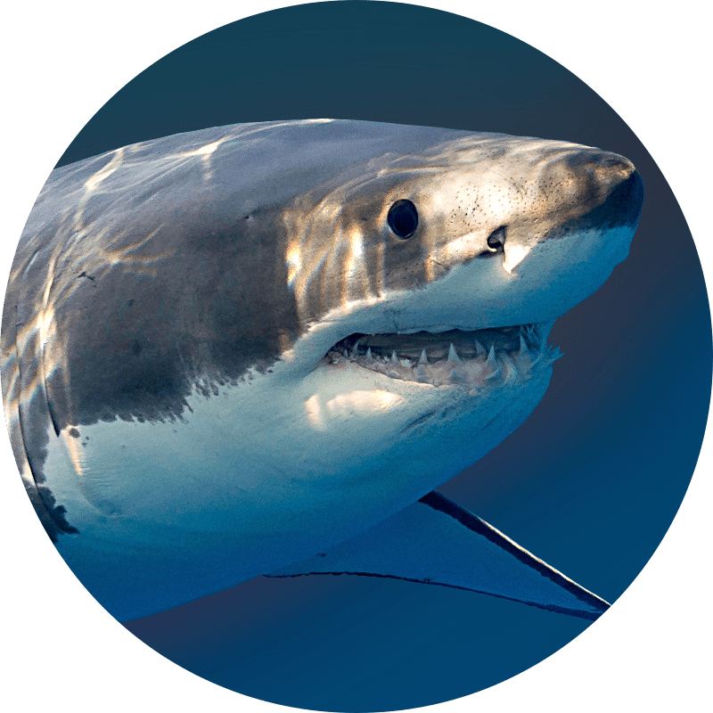 sharkfest.png