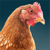 is-the-new-black-poulet-onb.png
