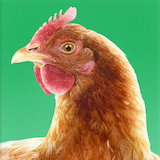 dans-l-espace-poulet-lis.png