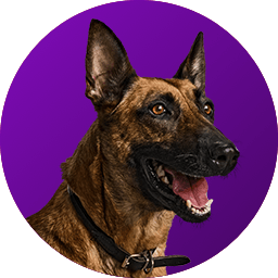 cx404-couleurdefond-violet.png